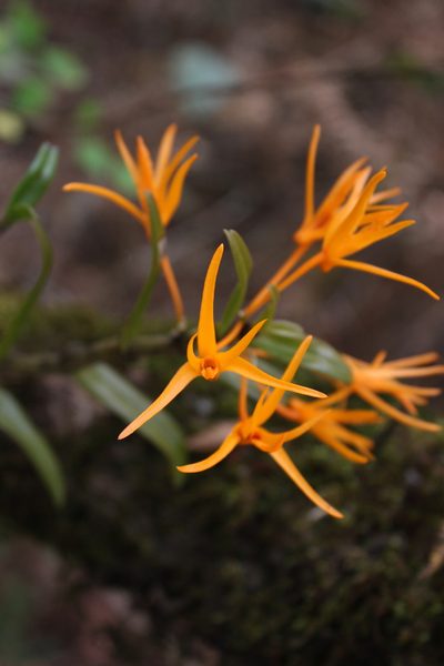 Dendrobium jerdonianum, photographed by Siddarth Machado