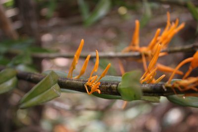 Dendrobium jerdonianum, photographed by Siddarth Machado