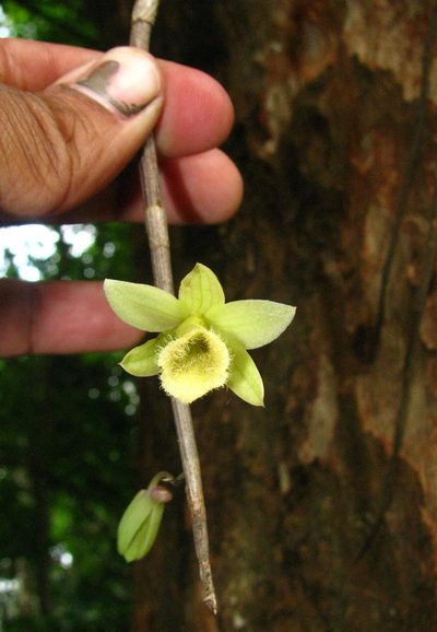 Dendrobium macrostachyum, photographed by Siddarth Machado