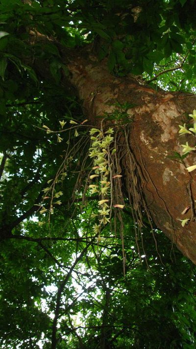Dendrobium macrostachyum, photographed by Siddarth Machado