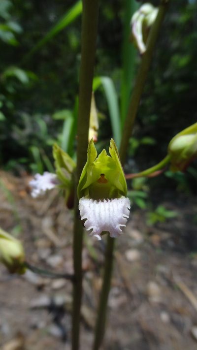 Eulophia nuda, photographed by Siddarth Machado