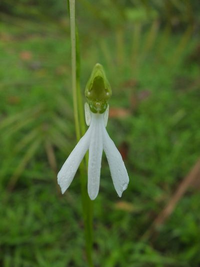 Habenaria longicorniculata, photographed by Siddarth Machado