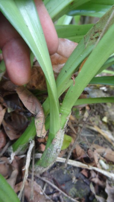 Liparis viridiflora, photographed by Siddarth Machado