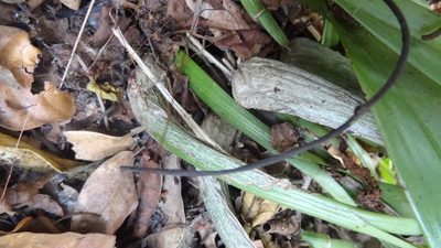 Liparis viridiflora, photographed by Siddarth Machado