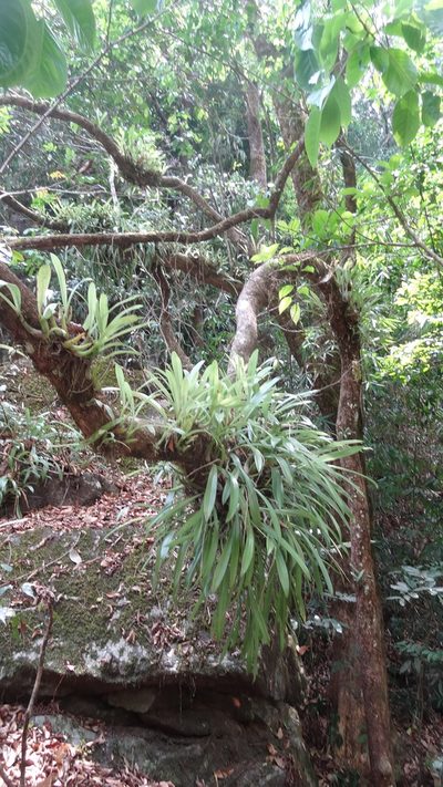 Liparis viridiflora, photographed by Siddarth Machado