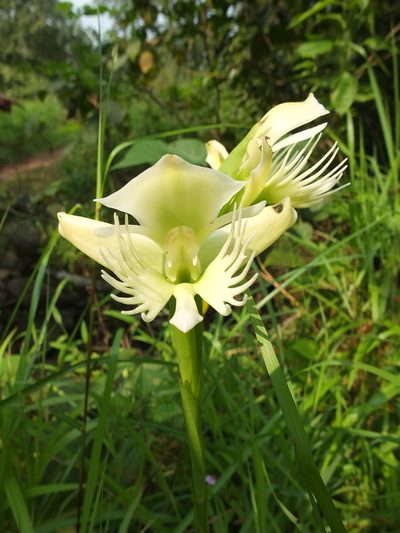 Pecteilis gigantea, photographed by Siddarth Machado
