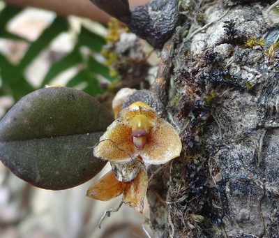 Bulbophyllum stocksii, photographed by Siddarth Machado