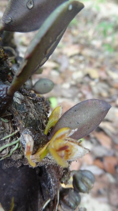Bulbophyllum stocksii, photographed by Siddarth Machado