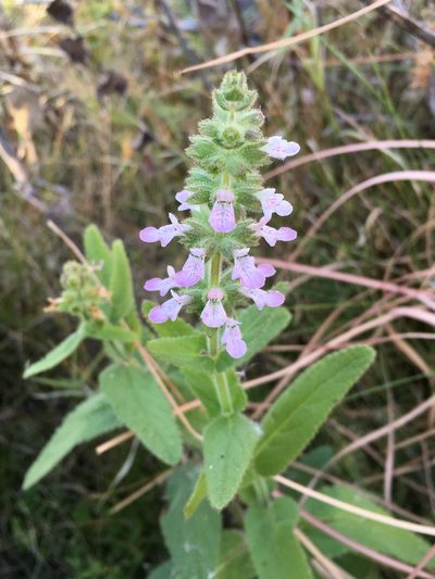 Stachys stricta, photographed by Matt Berger