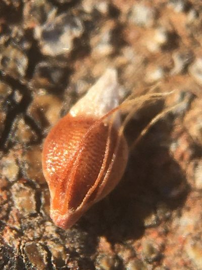 Rhynchospora californica, photographed by Matt Berger