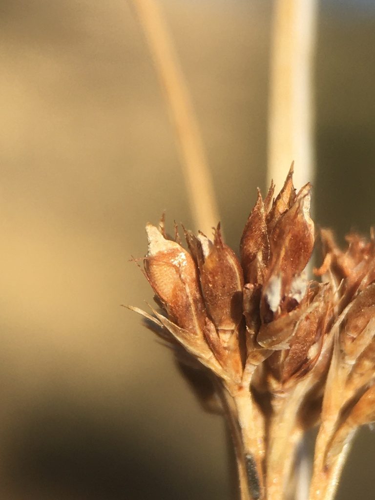 Rhynchospora californica, photographed by Matt Berger