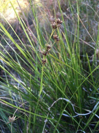 Rhynchospora californica, photographed by Matt Berger