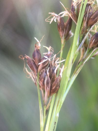 Rhynchospora californica, photographed by Matt Berger