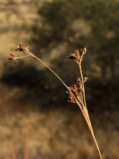 Rhynchospora californica, photographed by Matt Berger