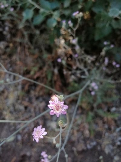 Leucheria rosea, photographed by Nicolás Lavandero
