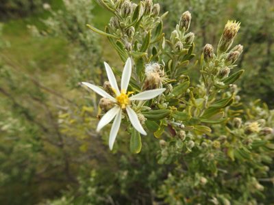 Chiliotrichum diffusum, photographed by María Regina Silva