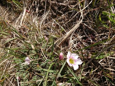 Oxalis enneaphylla, photographed by María Regina Silva