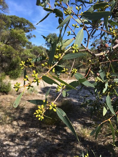 Eucalyptus todtiana, photographed by Samuel Brown