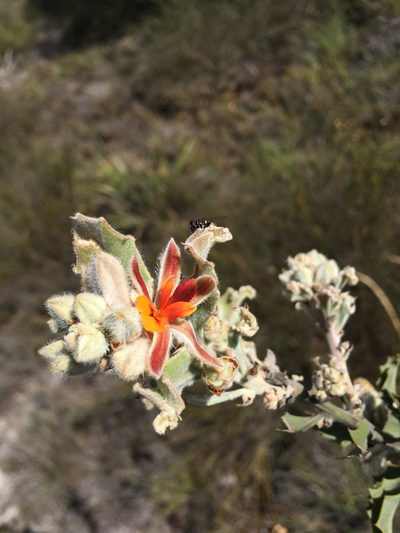 Jacksonia floribunda, photographed by Samuel Brown