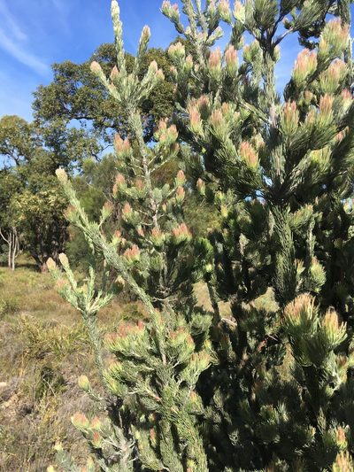 Adenanthos cygnorum, photographed by Samuel Brown