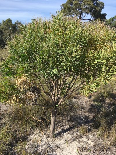 Conospermum triplinervium, photographed by Samuel Brown