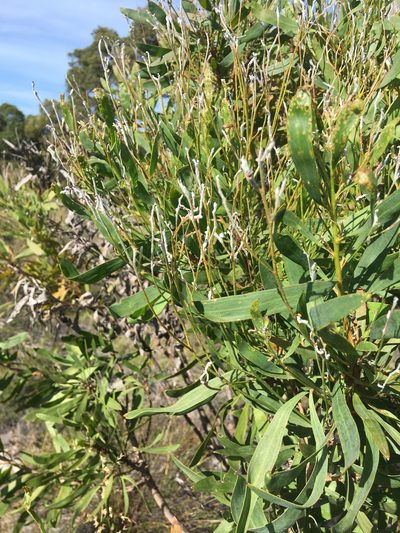 Conospermum triplinervium, photographed by Samuel Brown