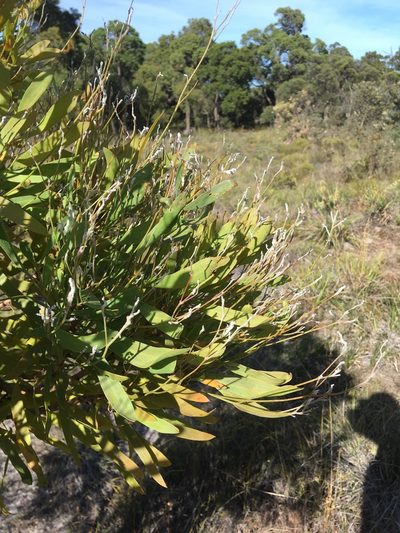 Conospermum triplinervium, photographed by Samuel Brown