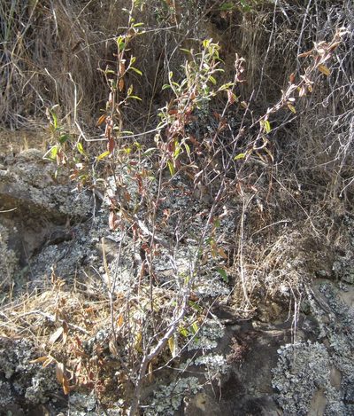 Pomaderris rugosa, photographed by nick_goldwater