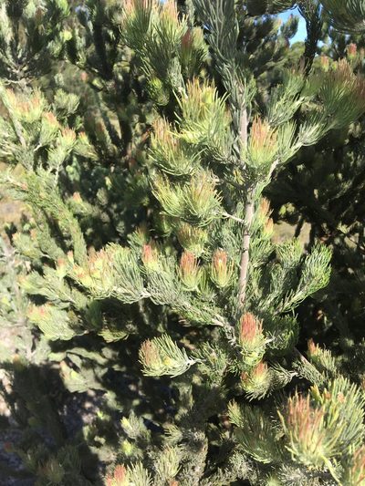 Adenanthos cygnorum, photographed by Samuel Brown
