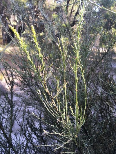 Jacksonia furcellata, photographed by Samuel Brown