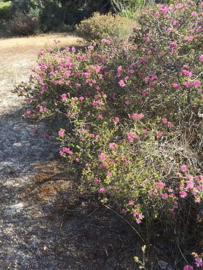 Melaleuca seriata, photographed by Samuel Brown