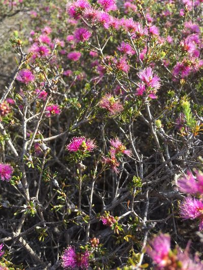 Melaleuca seriata, photographed by Samuel Brown