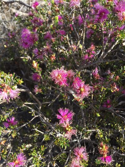 Melaleuca seriata, photographed by Samuel Brown