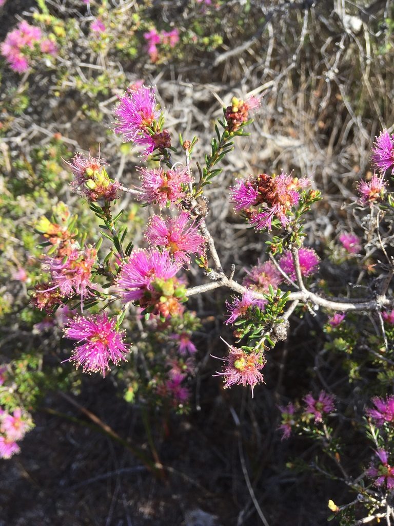 Melaleuca seriata, photographed by Samuel Brown