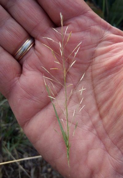 Eragrostis patula, photographed by Alfredo F. Fuentes Claros