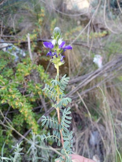 Dalea boliviana, photographed by Alfredo F. Fuentes Claros