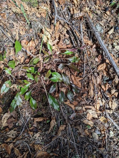 Penstemon subserratus, photographed by David Anderson