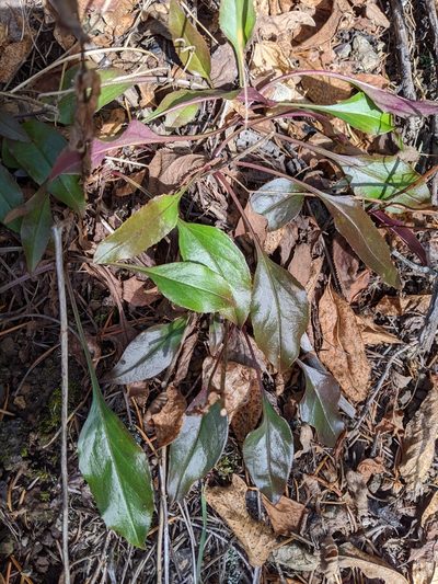 Penstemon subserratus, photographed by David Anderson