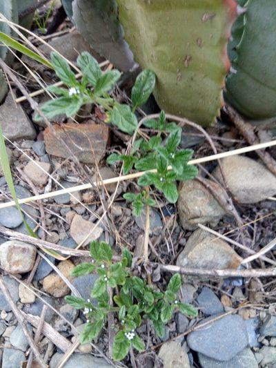 Heliotropium microstachyum, photographed by Alfredo F. Fuentes Claros