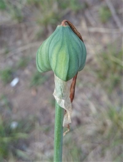 Pyrolirion boliviense, photographed by Alfredo F. Fuentes Claros