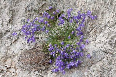 Campanula carnica, photographed by Drepanostoma