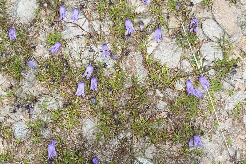 Campanula excisa, photographed by Drepanostoma