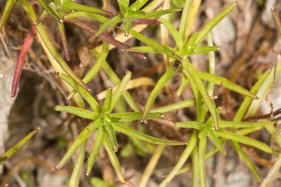 Campanula excisa, photographed by Drepanostoma