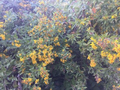Calea urticifolia, photographed by Fredy