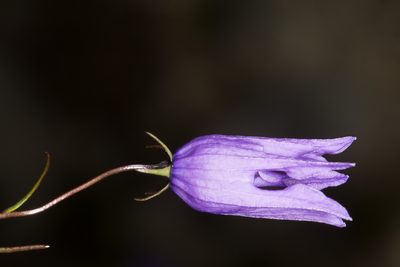 Campanula excisa, photographed by Drepanostoma
