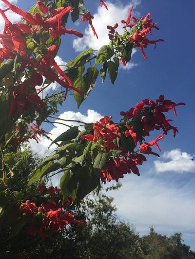 Salvia sessei, photographed by Fredy