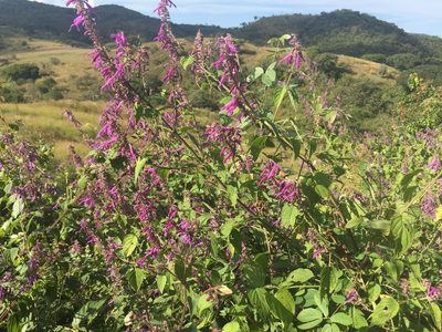 Salvia purpurea, photographed by Fredy
