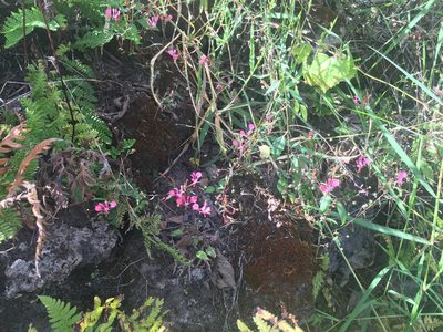 Lopezia racemosa, photographed by Fredy