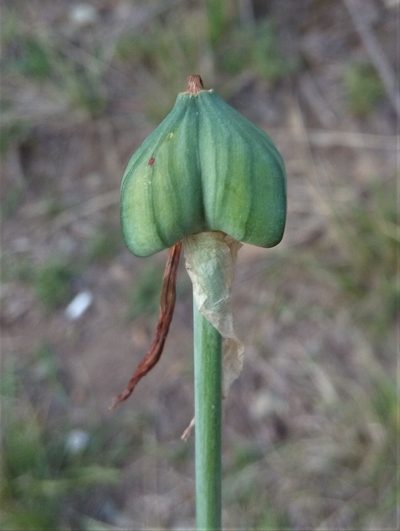 Pyrolirion boliviense, photographed by Alfredo F. Fuentes Claros