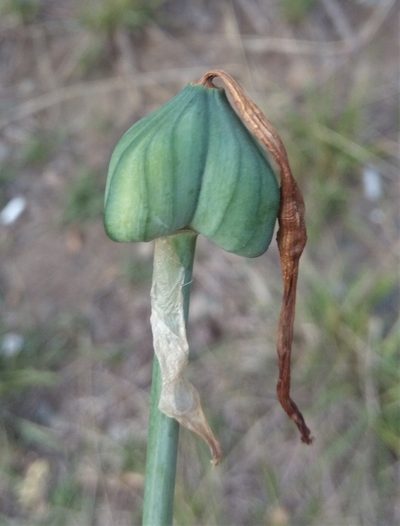 Pyrolirion boliviense, photographed by Alfredo F. Fuentes Claros